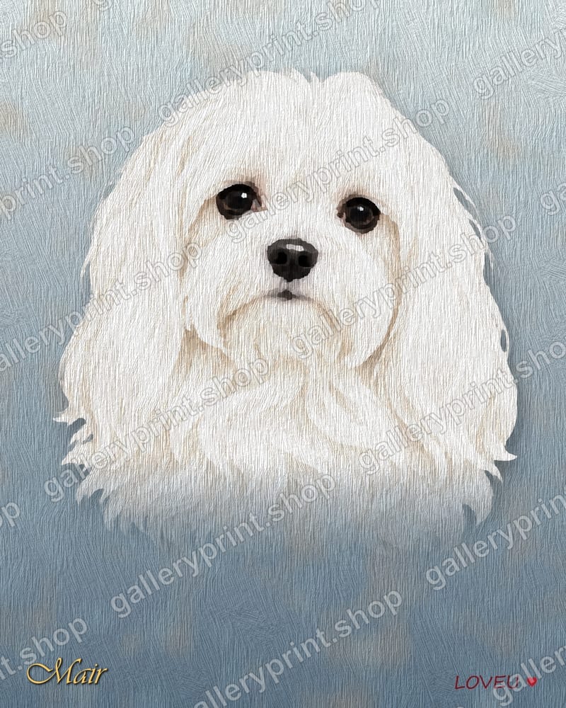 Maltese Oil Painting Portrait – printable wall art